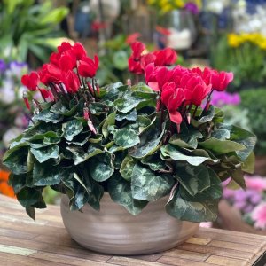 יערה רקפות אדומות ❤️