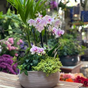 יערה סחלב בטבע